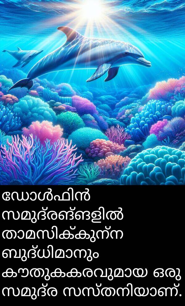 സമുദ്ര: ഡോൾഫിൻ സമുദ്രങ്ങളിൽ താമസിക്കുന്ന ബുദ്ധിമാനും കൗതുകകരവുമായ ഒരു സമുദ്ര സസ്തനിയാണ്.