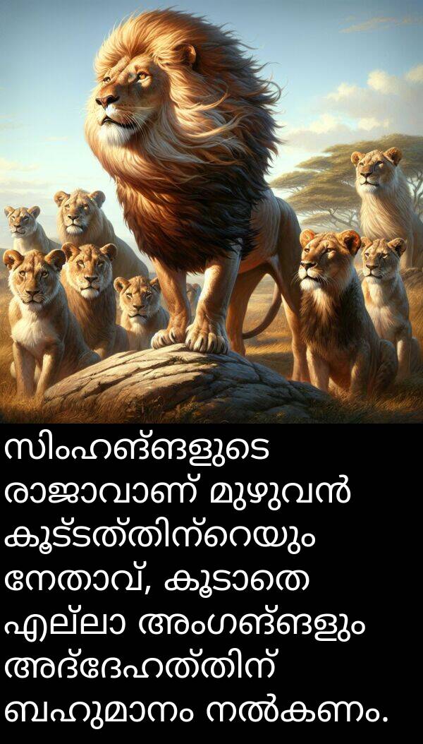 അംഗങ്ങളും: സിംഹങ്ങളുടെ രാജാവാണ് മുഴുവൻ കൂട്ടത്തിന്റെയും നേതാവ്, കൂടാതെ എല്ലാ അംഗങ്ങളും അദ്ദേഹത്തിന് ബഹുമാനം നൽകണം.