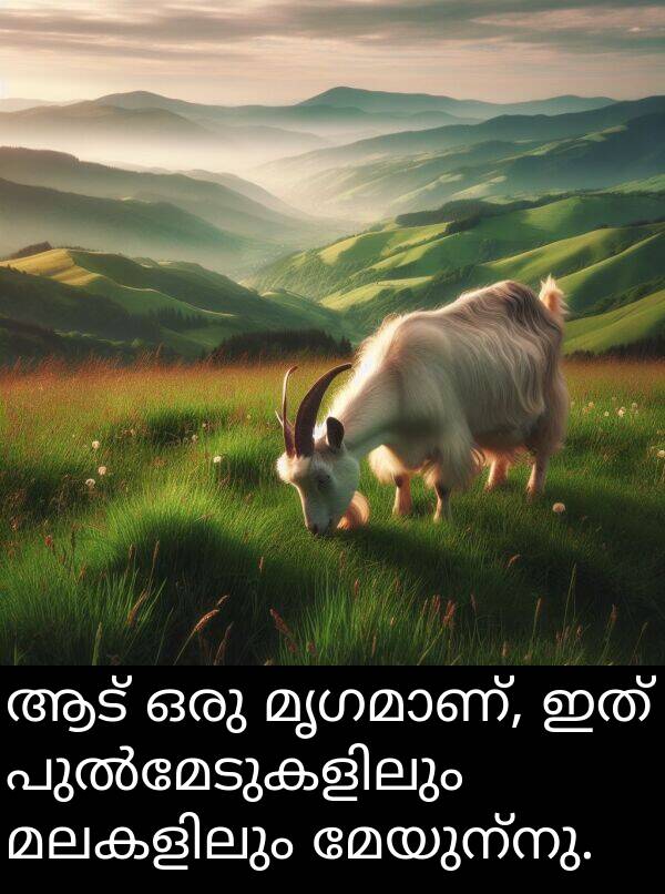 മേയുന്നു: ആട് ഒരു മൃഗമാണ്, ഇത് പുൽമേടുകളിലും മലകളിലും മേയുന്നു.