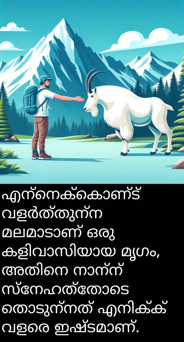 എന്നെക്കൊണ്ട്: എന്നെക്കൊണ്ട് വളർത്തുന്ന മലമാടാണ് ഒരു കളിവാസിയായ മൃഗം, അതിനെ നാന്ന് സ്നേഹത്തോടെ തൊടുന്നത് എനിക്ക് വളരെ ഇഷ്ടമാണ്.