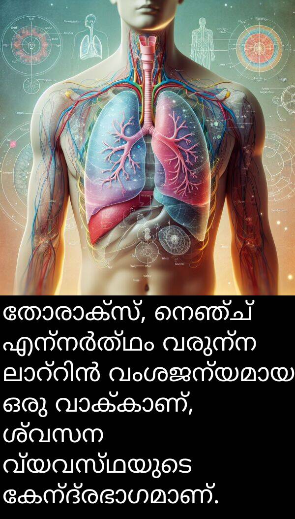 വ്യവസ്ഥയുടെ: തോരാക്സ്, നെഞ്ച് എന്നർത്ഥം വരുന്ന ലാറ്റിൻ വംശജന്യമായ ഒരു വാക്കാണ്, ശ്വസന വ്യവസ്ഥയുടെ കേന്ദ്രഭാഗമാണ്.