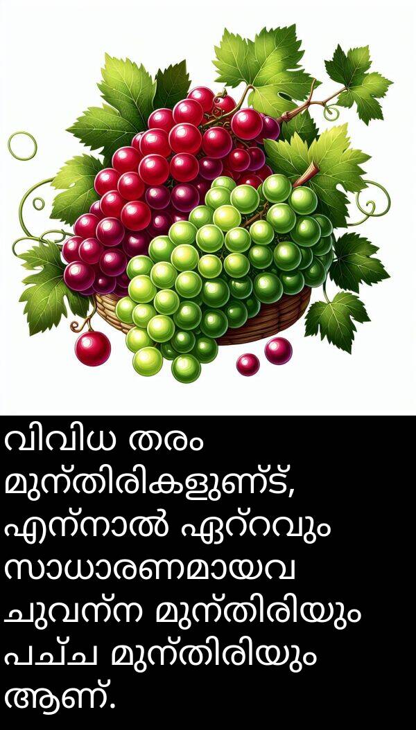 ചുവന്ന: വിവിധ തരം മുന്തിരികളുണ്ട്, എന്നാൽ ഏറ്റവും സാധാരണമായവ ചുവന്ന മുന്തിരിയും പച്ച മുന്തിരിയും ആണ്.