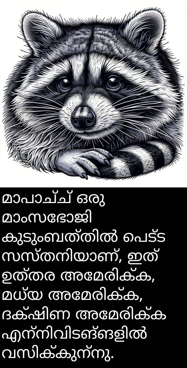 പെട്ട: മാപാച്ച് ഒരു മാംസഭോജി കുടുംബത്തിൽ പെട്ട സസ്തനിയാണ്, ഇത് ഉത്തര അമേരിക്ക, മധ്യ അമേരിക്ക, ദക്ഷിണ അമേരിക്ക എന്നിവിടങ്ങളിൽ വസിക്കുന്നു.