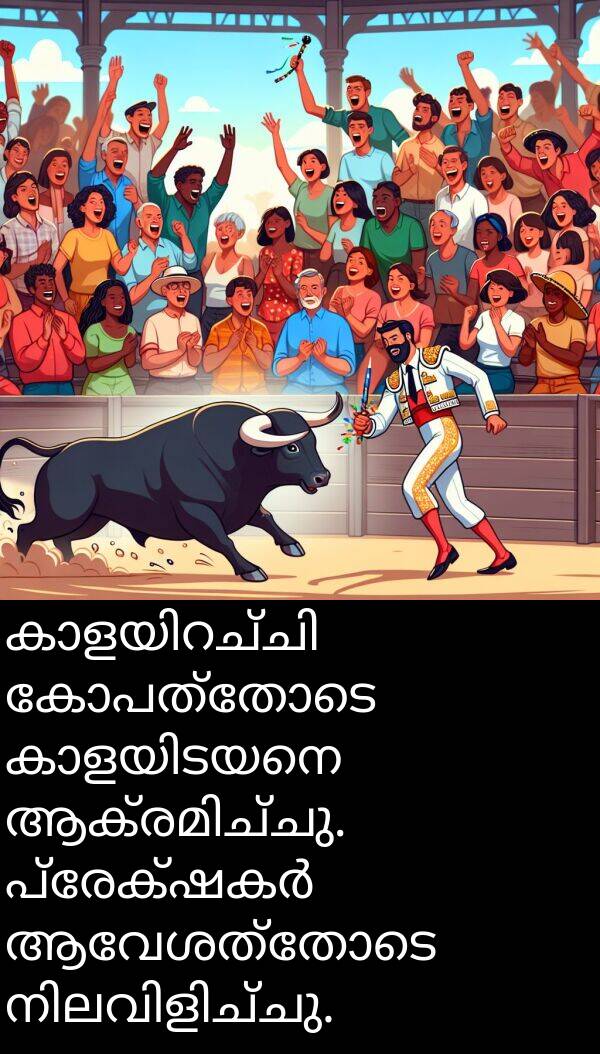 കോപത്തോടെ: കാളയിറച്ചി കോപത്തോടെ കാളയിടയനെ ആക്രമിച്ചു. പ്രേക്ഷകർ ആവേശത്തോടെ നിലവിളിച്ചു.