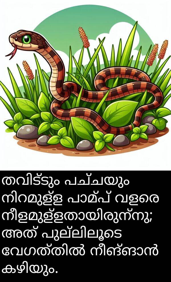 പച്ചയും: തവിട്ടും പച്ചയും നിറമുള്ള പാമ്പ് വളരെ നീളമുള്ളതായിരുന്നു; അത് പുല്ലിലൂടെ വേഗത്തിൽ നീങ്ങാൻ കഴിയും.