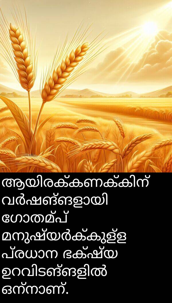 ഗോതമ്പ്: ആയിരക്കണക്കിന് വർഷങ്ങളായി ഗോതമ്പ് മനുഷ്യർക്കുള്ള പ്രധാന ഭക്ഷ്യ ഉറവിടങ്ങളിൽ ഒന്നാണ്.