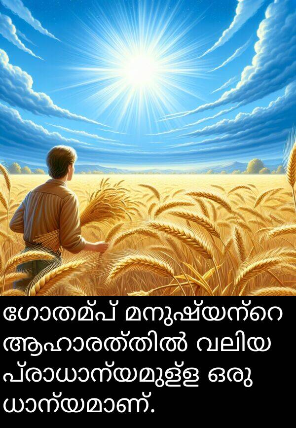 ഗോതമ്പ്: ഗോതമ്പ് മനുഷ്യന്റെ ആഹാരത്തിൽ വലിയ പ്രാധാന്യമുള്ള ഒരു ധാന്യമാണ്.