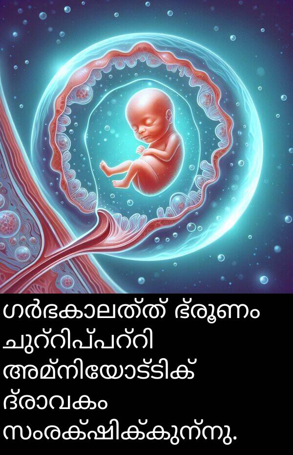 ഭ്രൂണം: ഗർഭകാലത്ത് ഭ്രൂണം ചുറ്റിപ്പറ്റി അമ്നിയോട്ടിക് ദ്രാവകം സംരക്ഷിക്കുന്നു.