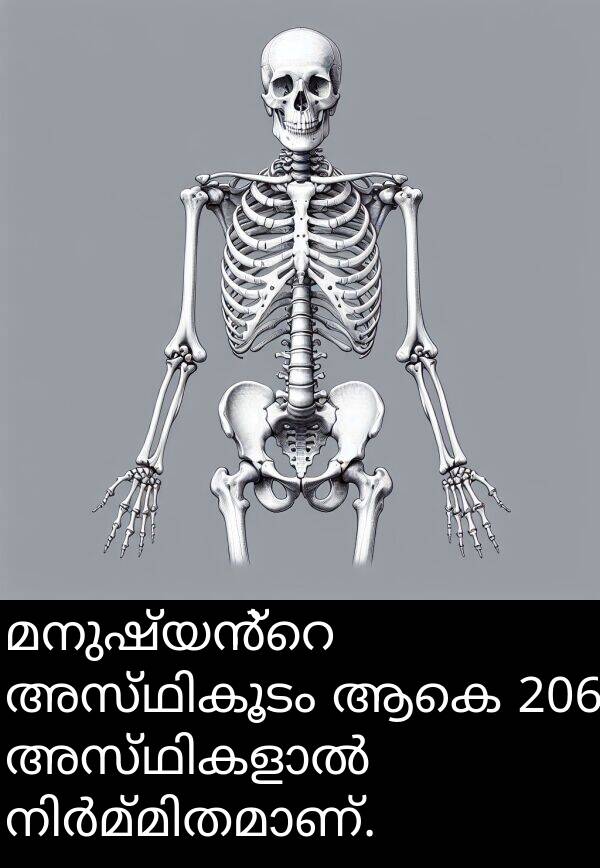 ആകെ: മനുഷ്യൻ്റെ അസ്ഥികൂടം ആകെ 206 അസ്ഥികളാൽ നിർമ്മിതമാണ്.