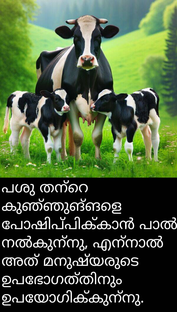 കുഞ്ഞുങ്ങളെ: പശു തന്റെ കുഞ്ഞുങ്ങളെ പോഷിപ്പിക്കാൻ പാൽ നൽകുന്നു, എന്നാൽ അത് മനുഷ്യരുടെ ഉപഭോഗത്തിനും ഉപയോഗിക്കുന്നു.
