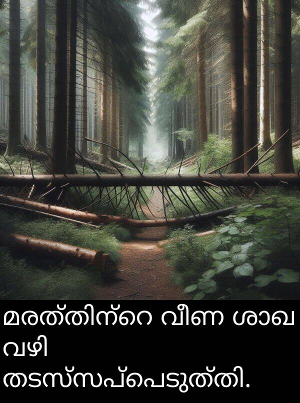 വീണ: മരത്തിന്റെ വീണ ശാഖ വഴി തടസ്സപ്പെടുത്തി.