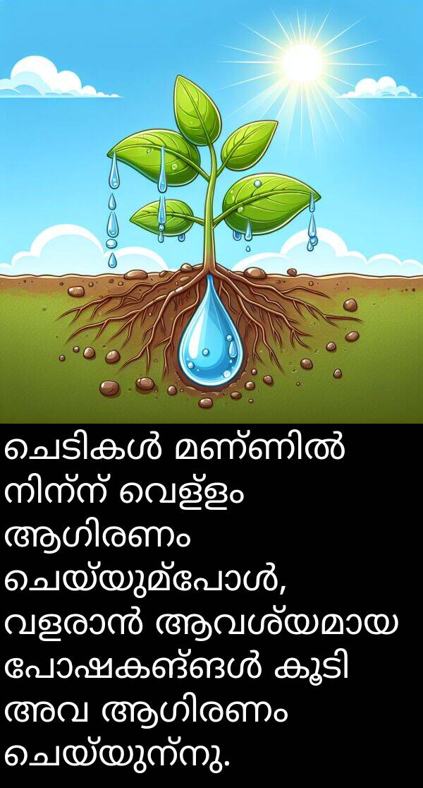 ചെയ്യുന്നു: ചെടികൾ മണ്ണിൽ നിന്ന് വെള്ളം ആഗിരണം ചെയ്യുമ്പോൾ, വളരാൻ ആവശ്യമായ പോഷകങ്ങൾ കൂടി അവ ആഗിരണം ചെയ്യുന്നു.