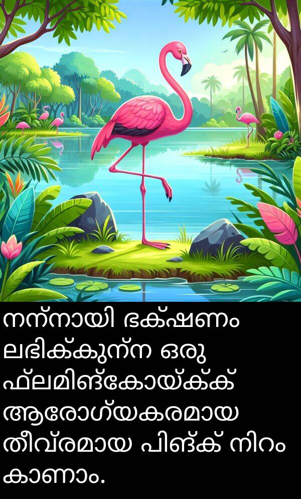 ഭക്ഷണം: നന്നായി ഭക്ഷണം ലഭിക്കുന്ന ഒരു ഫ്ലമിങ്കോയ്ക്ക് ആരോഗ്യകരമായ തീവ്രമായ പിങ്ക് നിറം കാണാം.