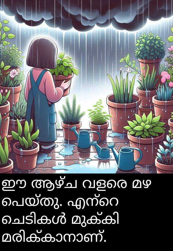 ആഴ്ച: ഈ ആഴ്ച വളരെ മഴ പെയ്തു. എന്റെ ചെടികൾ മുക്കി മരിക്കാനാണ്.
