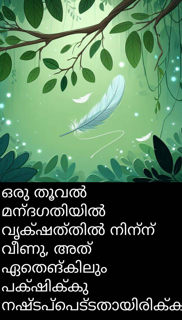 വീണു: ഒരു തൂവൽ മന്ദഗതിയിൽ വൃക്ഷത്തിൽ നിന്ന് വീണു, അത് ഏതെങ്കിലും പക്ഷിക്കു നഷ്ടപ്പെട്ടതായിരിക്കാം.