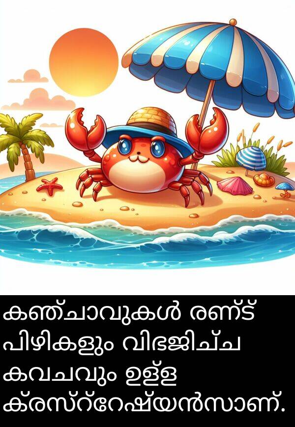 രണ്ട്: കഞ്ചാവുകൾ രണ്ട് പിഴികളും വിഭജിച്ച കവചവും ഉള്ള ക്രസ്റ്റേഷ്യൻസാണ്.