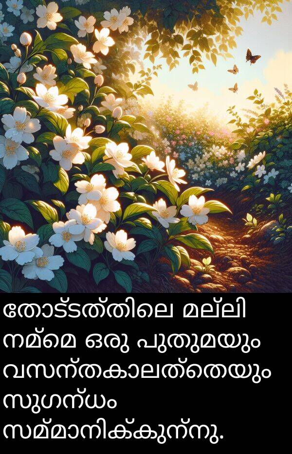 നമ്മെ: തോട്ടത്തിലെ മല്ലി നമ്മെ ഒരു പുതുമയും വസന്തകാലത്തെയും സുഗന്ധം സമ്മാനിക്കുന്നു.