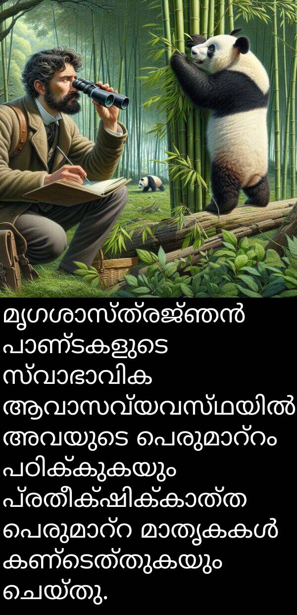 അവയുടെ: മൃഗശാസ്ത്രജ്ഞൻ പാണ്ടകളുടെ സ്വാഭാവിക ആവാസവ്യവസ്ഥയിൽ അവയുടെ പെരുമാറ്റം പഠിക്കുകയും പ്രതീക്ഷിക്കാത്ത പെരുമാറ്റ മാതൃകകൾ കണ്ടെത്തുകയും ചെയ്തു.