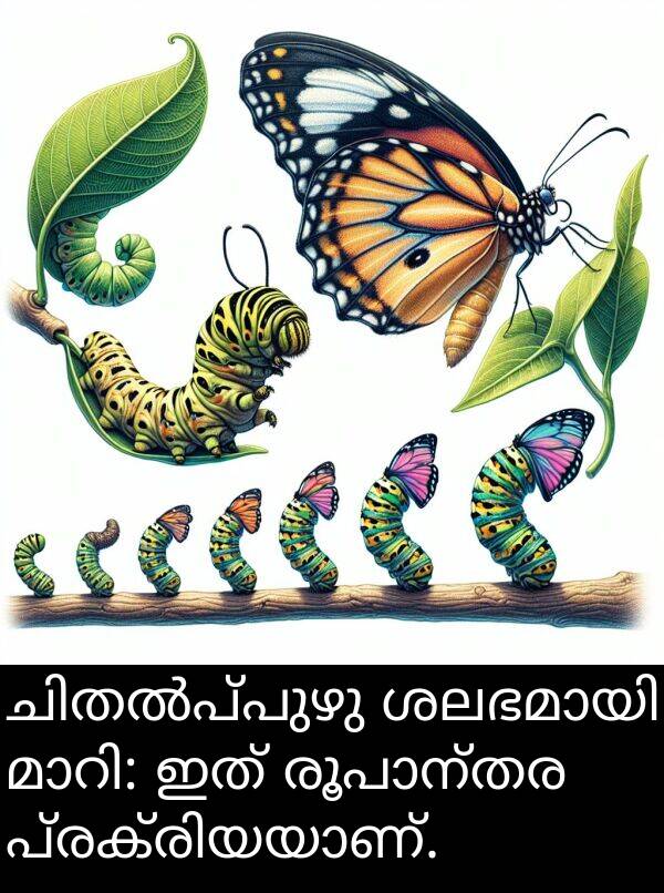 ഇത്: ചിതൽപ്പുഴു ശലഭമായി മാറി: ഇത് രൂപാന്തര പ്രക്രിയയാണ്.