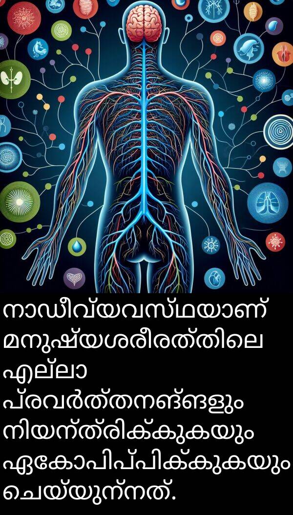 ചെയ്യുന്നത്: നാഡീവ്യവസ്ഥയാണ് മനുഷ്യശരീരത്തിലെ എല്ലാ പ്രവർത്തനങ്ങളും നിയന്ത്രിക്കുകയും ഏകോപിപ്പിക്കുകയും ചെയ്യുന്നത്.