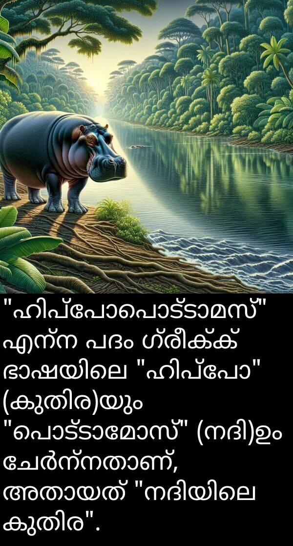 ഗ്രീക്ക്: "ഹിപ്പോപൊട്ടാമസ്" എന്ന പദം ഗ്രീക്ക് ഭാഷയിലെ "ഹിപ്പോ" (കുതിര)യും "പൊട്ടാമോസ്" (നദി)ഉം ചേർന്നതാണ്, അതായത് "നദിയിലെ കുതിര".