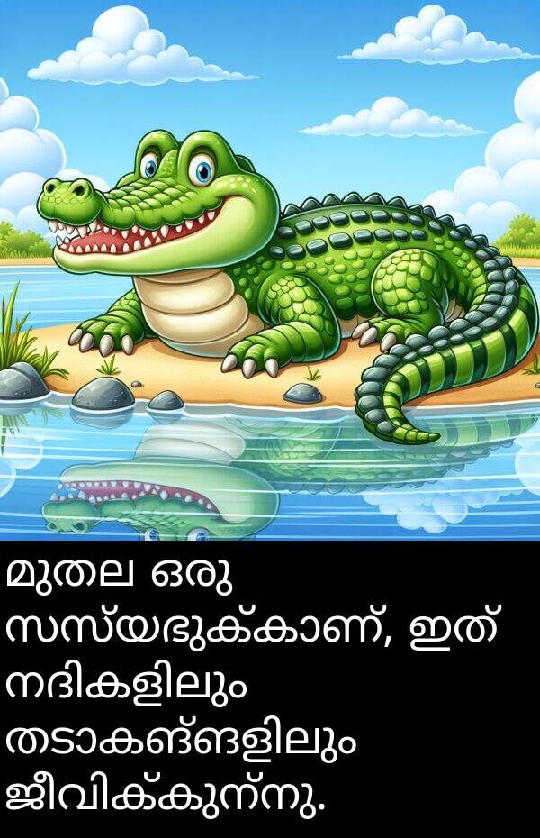 മുതല: മുതല ഒരു സസ്യഭുക്കാണ്, ഇത് നദികളിലും തടാകങ്ങളിലും ജീവിക്കുന്നു.