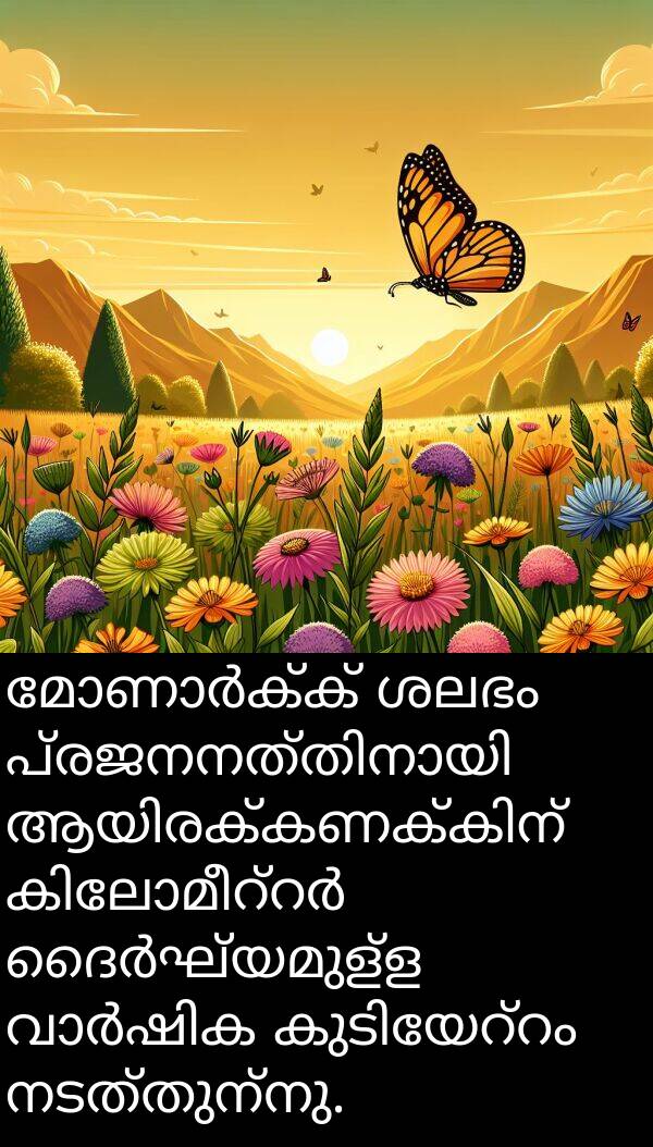നടത്തുന്നു: മോണാർക്ക് ശലഭം പ്രജനനത്തിനായി ആയിരക്കണക്കിന് കിലോമീറ്റർ ദൈർഘ്യമുള്ള വാർഷിക കുടിയേറ്റം നടത്തുന്നു.