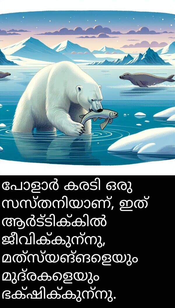 മുദ്രകളെയും: പോളാർ കരടി ഒരു സസ്തനിയാണ്, ഇത് ആർട്ടിക്കിൽ ജീവിക്കുന്നു, മത്സ്യങ്ങളെയും മുദ്രകളെയും ഭക്ഷിക്കുന്നു.