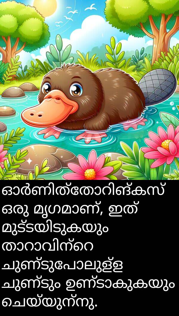 ചുണ്ടും: ഓർണിത്തോറിങ്കസ് ഒരു മൃഗമാണ്, ഇത് മുട്ടയിടുകയും താറാവിന്റെ ചുണ്ടുപോലുള്ള ചുണ്ടും ഉണ്ടാകുകയും ചെയ്യുന്നു.