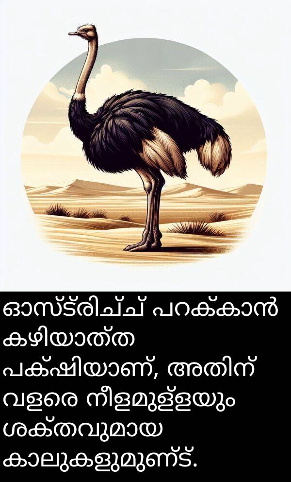 നീളമുള്ളയും: ഓസ്ട്രിച്ച് പറക്കാൻ കഴിയാത്ത പക്ഷിയാണ്, അതിന് വളരെ നീളമുള്ളയും ശക്തവുമായ കാലുകളുമുണ്ട്.