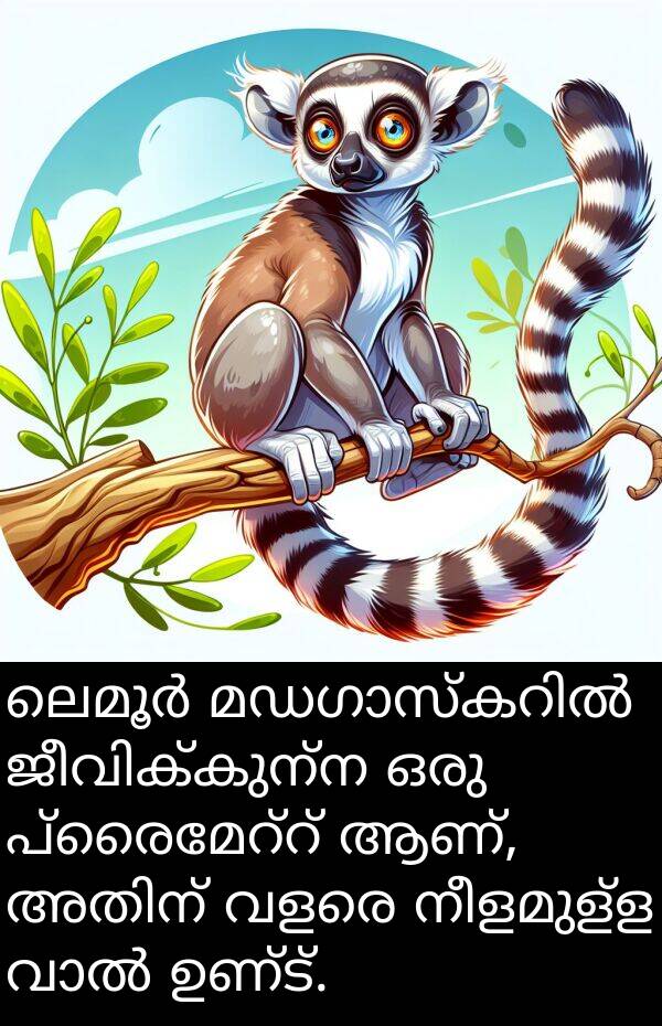 നീളമുള്ള: ലെമൂർ മഡഗാസ്കറിൽ ജീവിക്കുന്ന ഒരു പ്രൈമേറ്റ് ആണ്, അതിന് വളരെ നീളമുള്ള വാൽ ഉണ്ട്.