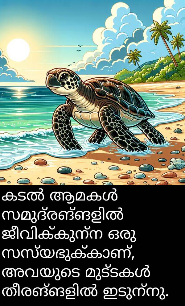 അവയുടെ: കടൽ ആമകൾ സമുദ്രങ്ങളിൽ ജീവിക്കുന്ന ഒരു സസ്യഭുക്കാണ്, അവയുടെ മുട്ടകൾ തീരങ്ങളിൽ ഇടുന്നു.