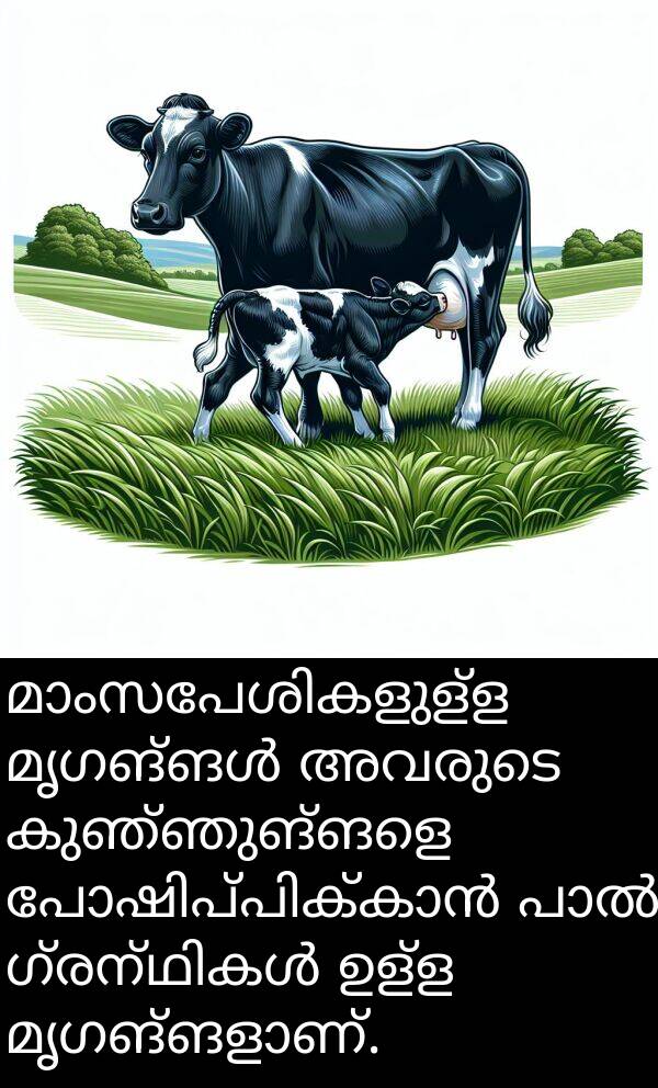 കുഞ്ഞുങ്ങളെ: മാംസപേശികളുള്ള മൃഗങ്ങൾ അവരുടെ കുഞ്ഞുങ്ങളെ പോഷിപ്പിക്കാൻ പാൽ ഗ്രന്ഥികൾ ഉള്ള മൃഗങ്ങളാണ്.