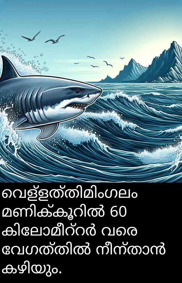 വരെ: വെള്ളത്തിമിംഗലം മണിക്കൂറിൽ 60 കിലോമീറ്റർ വരെ വേഗത്തിൽ നീന്താൻ കഴിയും.