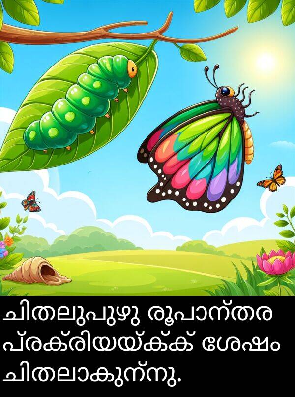 ശേഷം: ചിതലുപുഴു രൂപാന്തര പ്രക്രിയയ്ക്ക് ശേഷം ചിതലാകുന്നു.