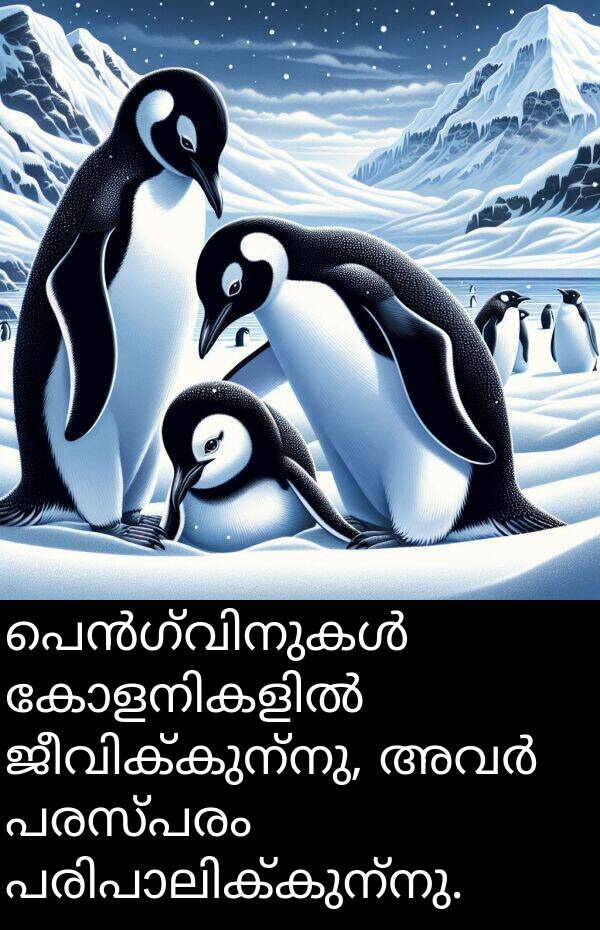 പരസ്പരം: പെൻഗ്വിനുകൾ കോളനികളിൽ ജീവിക്കുന്നു, അവർ പരസ്പരം പരിപാലിക്കുന്നു.