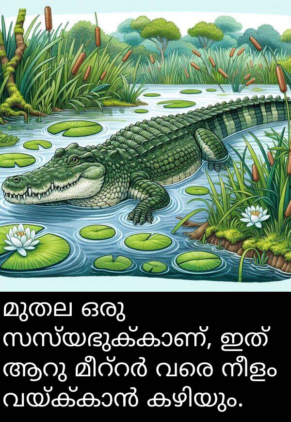 വരെ: മുതല ഒരു സസ്യഭുക്കാണ്, ഇത് ആറു മീറ്റർ വരെ നീളം വയ്ക്കാൻ കഴിയും.