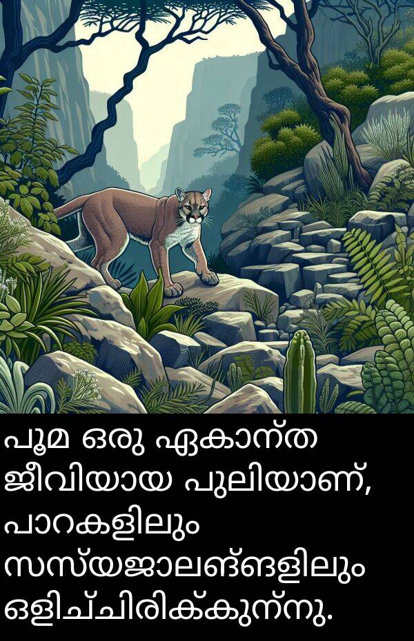 പൂമ: പൂമ ഒരു ഏകാന്ത ജീവിയായ പുലിയാണ്, പാറകളിലും സസ്യജാലങ്ങളിലും ഒളിച്ചിരിക്കുന്നു.