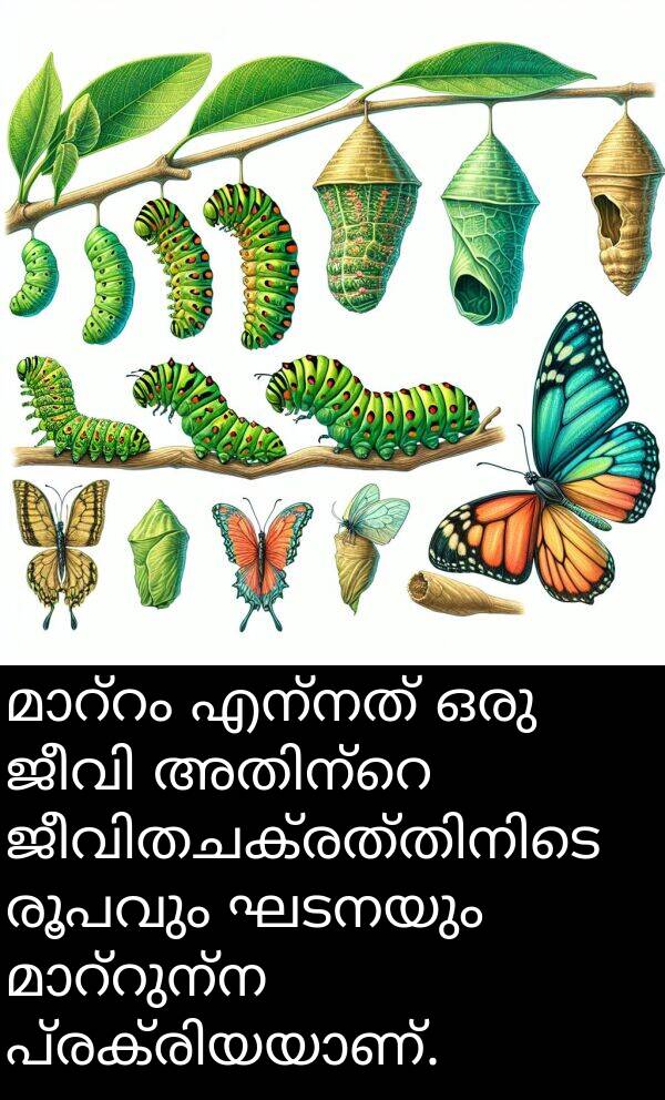 രൂപവും: മാറ്റം എന്നത് ഒരു ജീവി അതിന്റെ ജീവിതചക്രത്തിനിടെ രൂപവും ഘടനയും മാറ്റുന്ന പ്രക്രിയയാണ്.