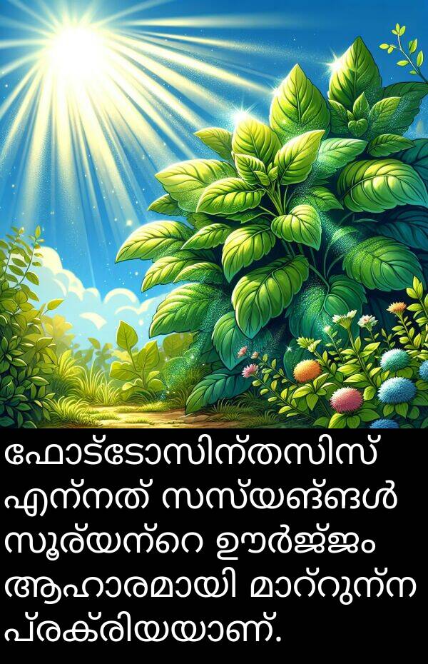 എന്നത്: ഫോട്ടോസിന്തസിസ് എന്നത് സസ്യങ്ങൾ സൂര്യന്റെ ഊർജ്ജം ആഹാരമായി മാറ്റുന്ന പ്രക്രിയയാണ്.