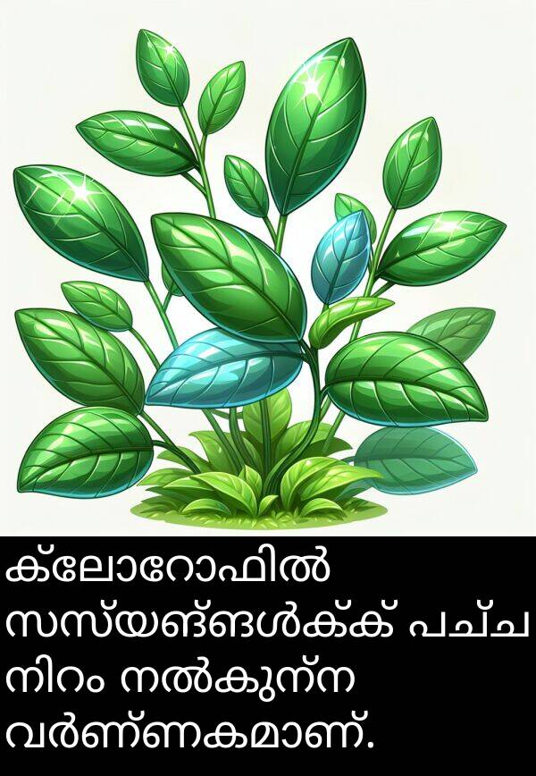 പച്ച: ക്ലോറോഫിൽ സസ്യങ്ങൾക്ക് പച്ച നിറം നൽകുന്ന വർണ്ണകമാണ്.