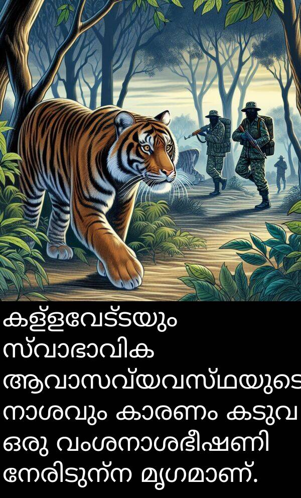 കള്ളവേട്ടയും: കള്ളവേട്ടയും സ്വാഭാവിക ആവാസവ്യവസ്ഥയുടെ നാശവും കാരണം കടുവ ഒരു വംശനാശഭീഷണി നേരിടുന്ന മൃഗമാണ്.