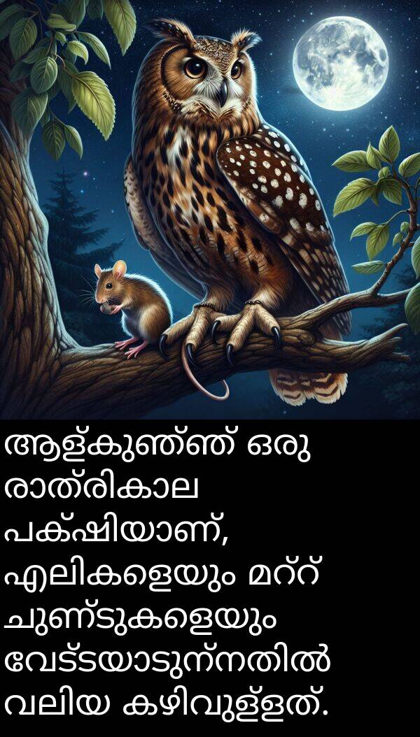 ചുണ്ടുകളെയും: ആള്‌കുഞ്ഞ് ഒരു രാത്രികാല പക്ഷിയാണ്, എലികളെയും മറ്റ് ചുണ്ടുകളെയും വേട്ടയാടുന്നതിൽ വലിയ കഴിവുള്ളത്.
