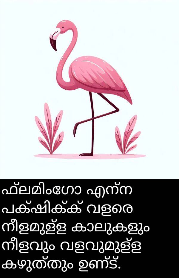 വളവുമുള്ള: ഫ്ലമിംഗോ എന്ന പക്ഷിക്ക് വളരെ നീളമുള്ള കാലുകളും നീളവും വളവുമുള്ള കഴുത്തും ഉണ്ട്.