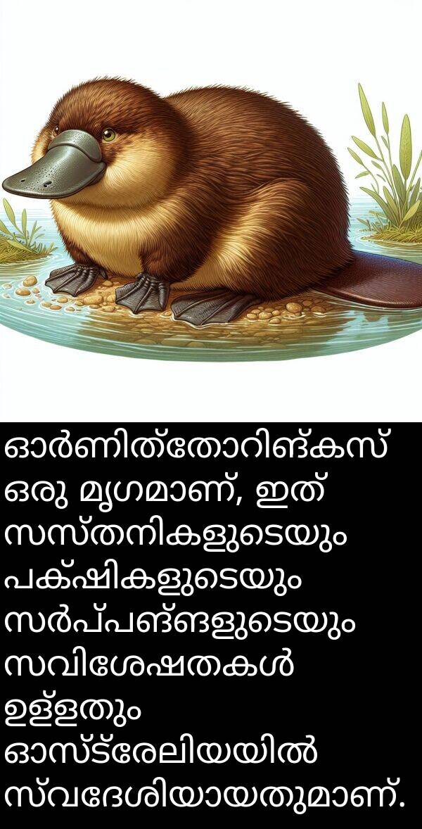 ഉള്ളതും: ഓർണിത്തോറിങ്കസ് ഒരു മൃഗമാണ്, ഇത് സസ്തനികളുടെയും പക്ഷികളുടെയും സർപ്പങ്ങളുടെയും സവിശേഷതകൾ ഉള്ളതും ഓസ്ട്രേലിയയിൽ സ്വദേശിയായതുമാണ്.