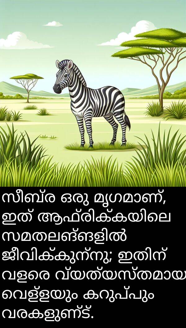 വരകളുണ്ട്: സീബ്ര ഒരു മൃഗമാണ്, ഇത് ആഫ്രിക്കയിലെ സമതലങ്ങളിൽ ജീവിക്കുന്നു; ഇതിന് വളരെ വ്യത്യസ്തമായ വെള്ളയും കറുപ്പും വരകളുണ്ട്.