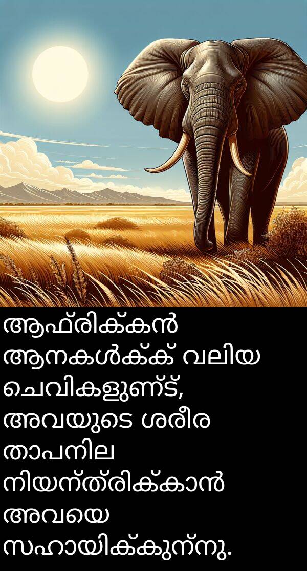 അവയുടെ: ആഫ്രിക്കൻ ആനകൾക്ക് വലിയ ചെവികളുണ്ട്, അവയുടെ ശരീര താപനില നിയന്ത്രിക്കാൻ അവയെ സഹായിക്കുന്നു.