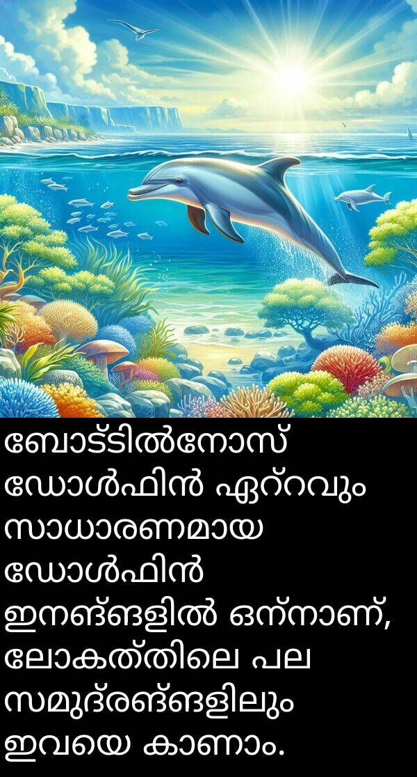 ഇവയെ: ബോട്ടിൽനോസ് ഡോൾഫിൻ ഏറ്റവും സാധാരണമായ ഡോൾഫിൻ ഇനങ്ങളിൽ ഒന്നാണ്, ലോകത്തിലെ പല സമുദ്രങ്ങളിലും ഇവയെ കാണാം.