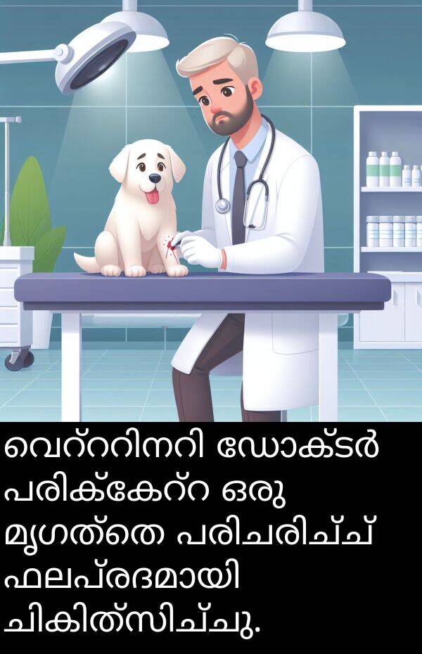 മൃഗത്തെ: വെറ്ററിനറി ഡോക്ടർ പരിക്കേറ്റ ഒരു മൃഗത്തെ പരിചരിച്ച് ഫലപ്രദമായി ചികിത്സിച്ചു.