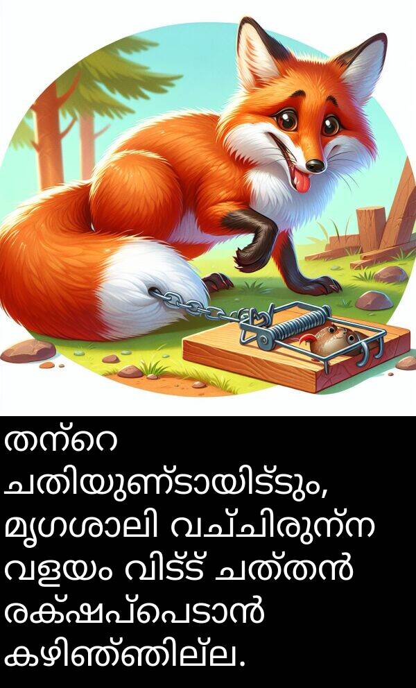 വളയം: തന്റെ ചതിയുണ്ടായിട്ടും, മൃഗശാലി വച്ചിരുന്ന വളയം വിട്ട് ചത്തൻ രക്ഷപ്പെടാൻ കഴിഞ്ഞില്ല.